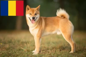 Read more about the article Criadores de Shiba e cachorros em Roménia