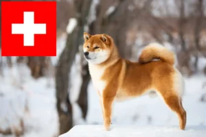 Read more about the article Criadores de Shiba e cachorros na Suíça