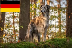 Read more about the article Silken Windsprite criadores e cachorros na Alemanha