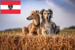 Read more about the article Silken Windsprite criadores e cachorros na Áustria
