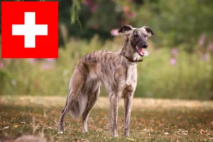 Read more about the article Silken Windsprite criadores e cachorros na Suíça