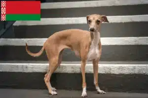 Read more about the article Criadores de sinos de vento italianos e cachorros na Bielorrússia
