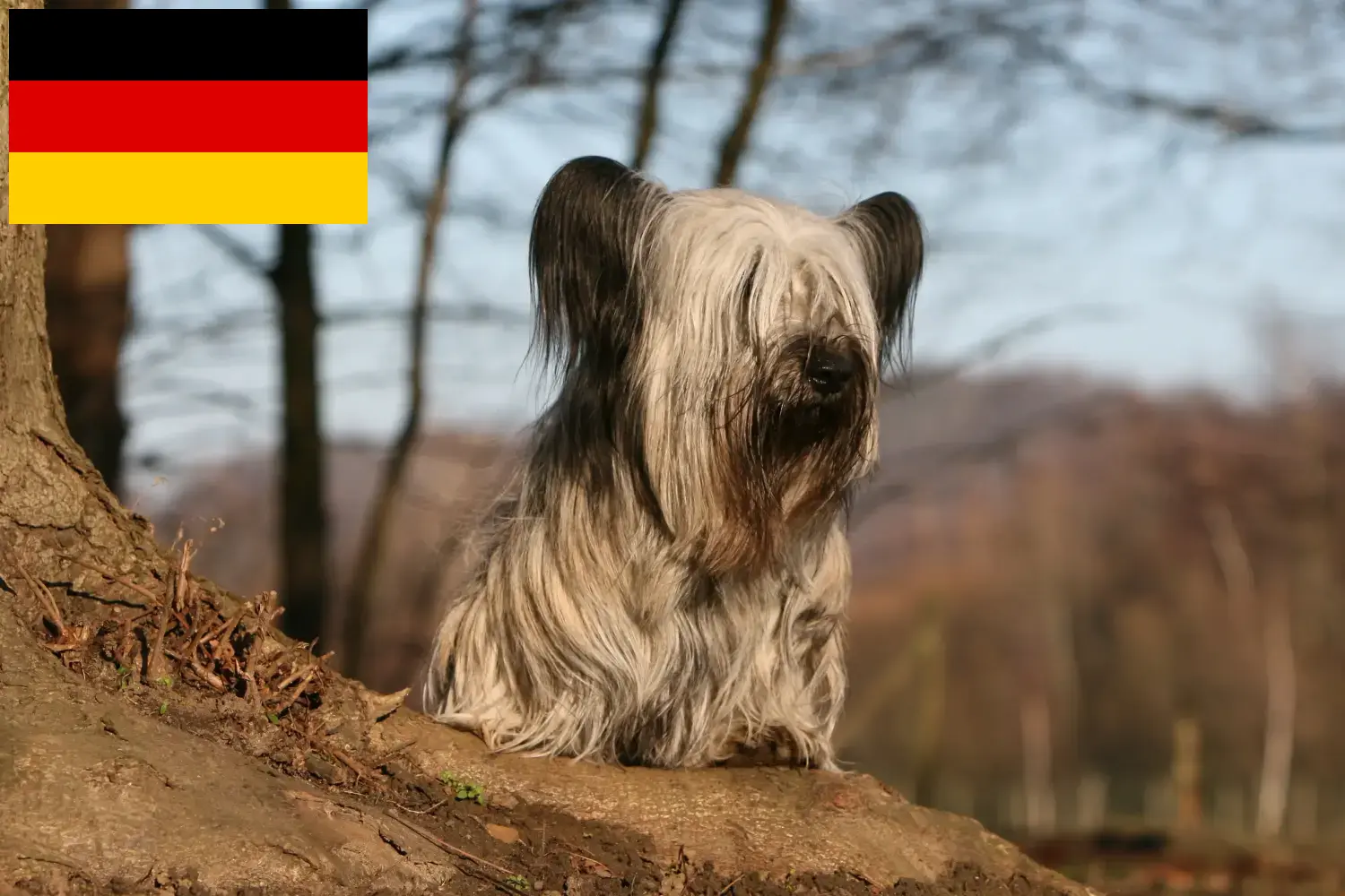 Read more about the article Criadores de Skye Terrier e cachorros na Alemanha