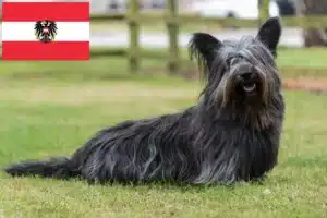 Read more about the article Criadores de Skye Terrier e cachorros na Áustria