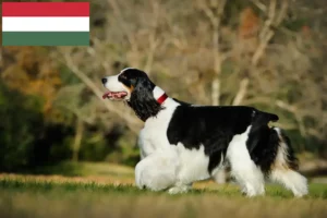 Read more about the article Criadores de Springer Spaniel Inglês e cachorros na Hungria