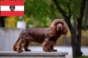 Read more about the article Criadores de Sussex-Spaniel e cachorros na Áustria
