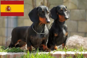 Read more about the article Criadores de Teckel e cachorros em Espanha