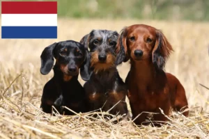 Read more about the article Criadores de Teckel e cachorros nos Países Baixos