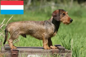 Read more about the article Criadores de Teckel e cachorros no Luxemburgo