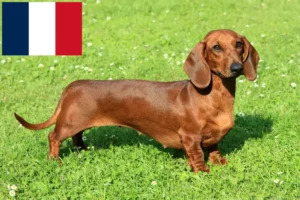 Read more about the article Criadores de Teckel e cachorros na Reunião