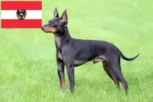 Read more about the article Criadores de Toy Terrier inglês e cachorros na Áustria