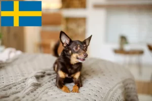 Read more about the article Criadores de Toy Terrier inglês e cachorros na Suécia
