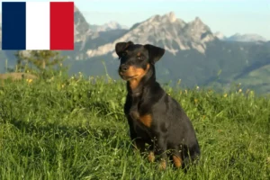 Read more about the article Criadores de Terrier de caça alemão e cachorros em França