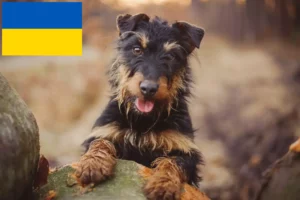 Read more about the article Criadores de Terrier de caça alemão e cachorros na Ucrânia