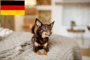 Read more about the article Criadores de Toy Terrier inglês e cachorros na Alemanha