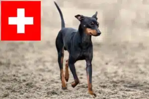 Read more about the article Criadores de Toy Terrier inglês e cachorros na Suíça