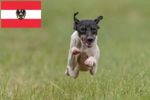 Read more about the article Criadores de Terrier Japonês e cachorros na Áustria