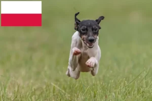 Read more about the article Criadores de Terrier Japonês e cachorros na Polónia