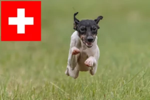 Read more about the article Criadores de Terrier Japonês e cachorros na Suíça