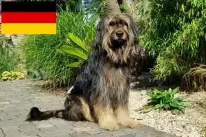 Read more about the article Criadores de Wäller e cachorros na Alemanha