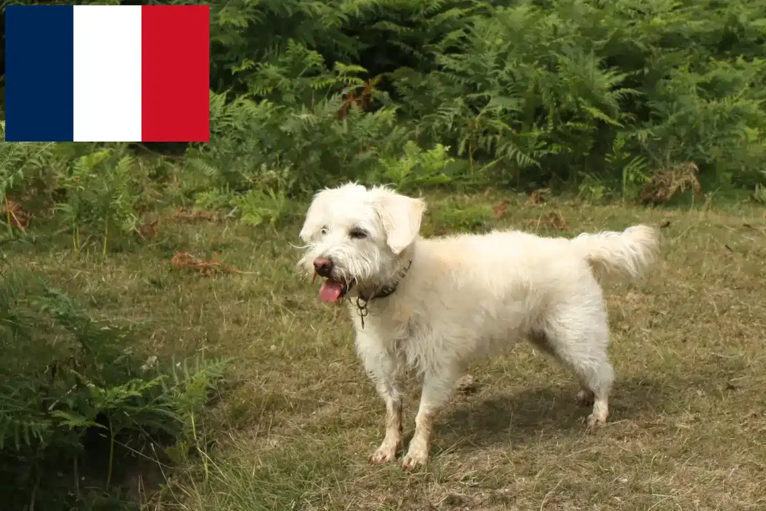 Read more about the article Criadores de Westiepoo e cachorros em França