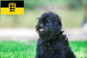 Read more about the article Criadores de Affenpinscher e cachorros em Baden-Württemberg