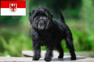 Read more about the article Criadores de Affenpinscher e cachorros em Brandenburg