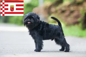 Read more about the article Criadores de Affenpinscher e cachorros em Bremen