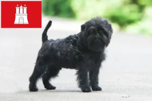 Read more about the article Criadores de Affenpinscher e cachorros em Hamburgo