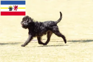 Read more about the article Criadores de Affenpinscher e cachorros em Mecklenburg-Vorpommern