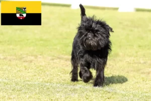 Read more about the article Criadores de Affenpinscher e cachorros em Saxónia-Anhalt