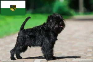 Read more about the article Criadores de Affenpinscher e cachorros em Saxónia