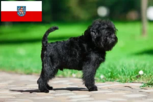 Read more about the article Criadores de Affenpinscher e cachorros em Thuringia