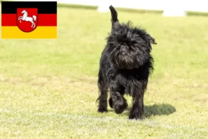 Read more about the article Criadores de Affenpinscher e cachorros na Baixa Saxónia