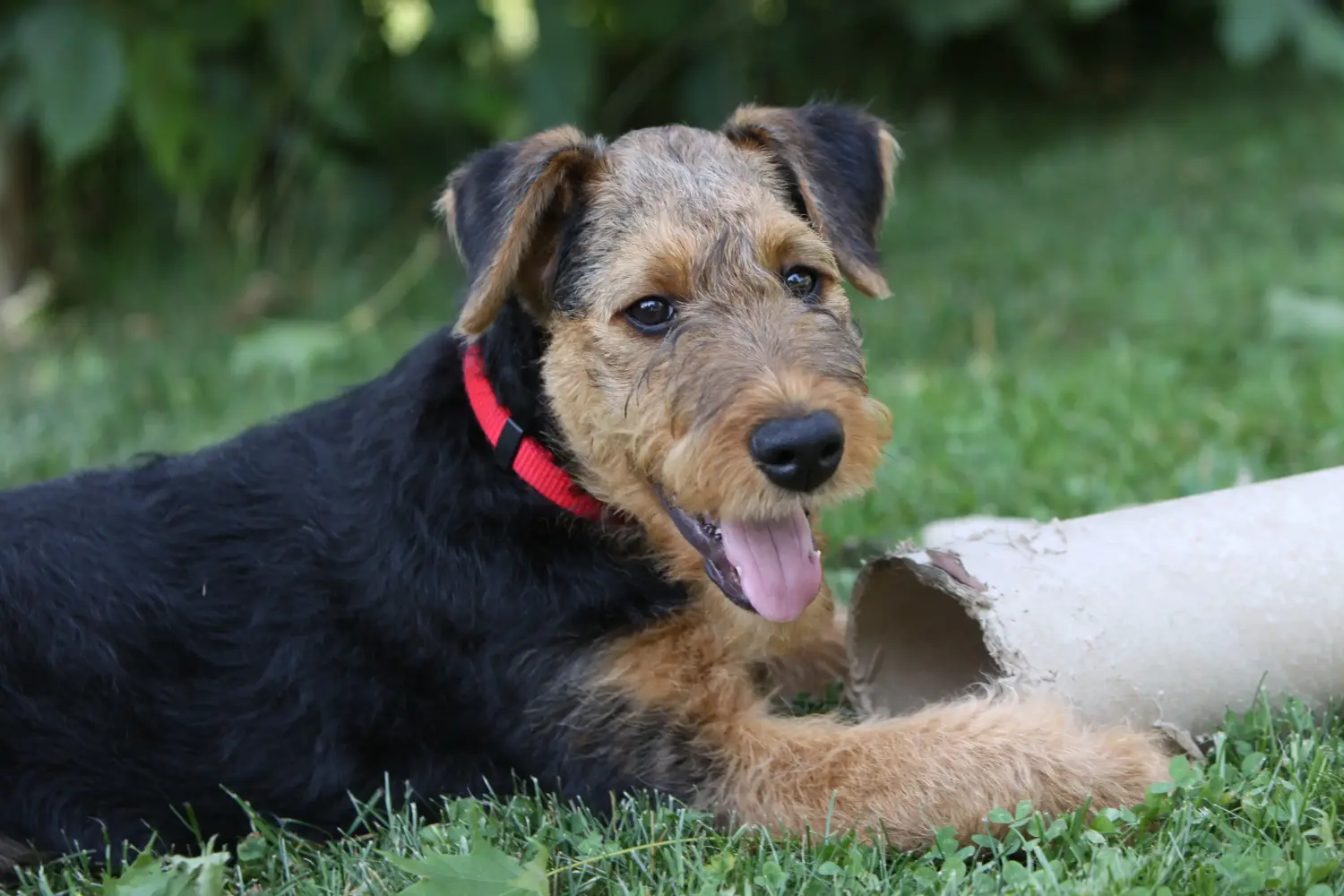 Comprar um cachorro Airedale Terrier significa assumir responsabilidades! Comprar cachorros de Airedale Terrier.