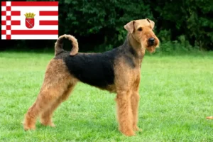 Read more about the article Criadores de Airedale Terrier e cachorros em Bremen
