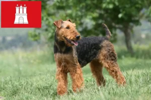 Read more about the article Criadores de Airedale Terrier e cachorros em Hamburgo