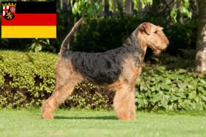 Read more about the article Criadores de Airedale Terrier e cachorros em Renânia-Palatinado