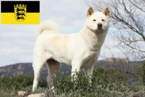 Read more about the article Criadores de Akita e cachorros em Baden-Württemberg