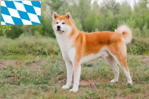 Read more about the article Criadores de Akita e cachorros na Baviera