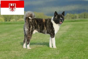 Read more about the article Criadores de Akita e cachorros em Brandenburg