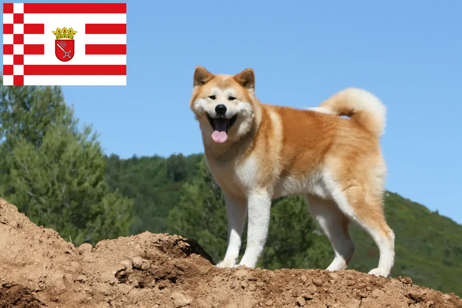 Akita cachorros e criadores Bremen Aqui pode encontrar criadores de Akitas em Bremen.