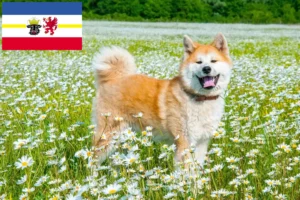 Read more about the article Criadores de Akita e cachorros em Mecklenburg-Vorpommern
