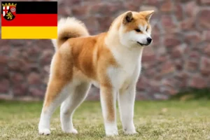 Read more about the article Criadores de Akita e cachorros em Renânia-Palatinado