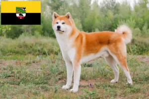 Read more about the article Criadores de Akita e cachorros em Saxónia-Anhalt