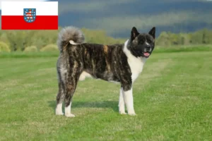 Read more about the article Criadores de Akita e cachorros em Thuringia
