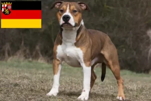 Read more about the article Criadores de American Staffordshire Terrier e cachorros em Renânia-Palatinado