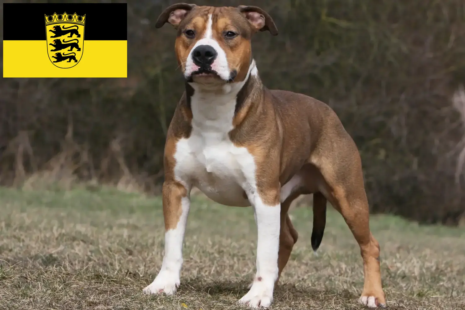 American Staffordshire Terrier cachorros e criadores Baden-Württemberg Aqui pode encontrar criadores de American Staffordshire Terrier em Baden-Württemberg.