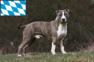 Read more about the article Criadores de American Staffordshire Terrier e cachorros em Bavaria