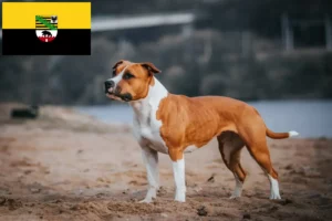 Read more about the article Criadores de American Staffordshire Terrier e cachorros em Saxónia-Anhalt